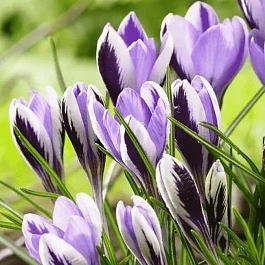 Крокус Early Spring Beauty