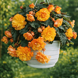 Бегония Illumination Golden Picotee