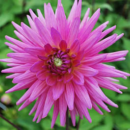 Георгина Кактусовая Шугар Даймонд