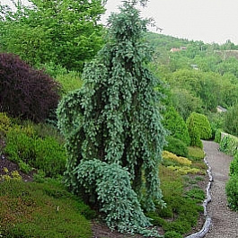 Псевдотсуга Мензиса Glauca Pendula
