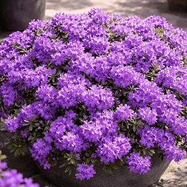 Рододендрон плотный