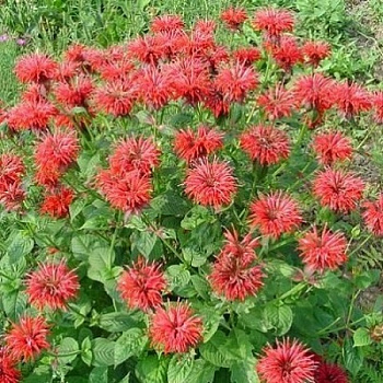 Монарда гибридная Кардинал