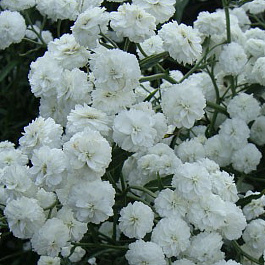 Гипсофила метельчатая Бристол Фэйри