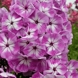 Флокс метельчатый Царь Салтан