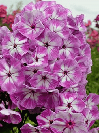 Флокс метельчатый Царь Салтан