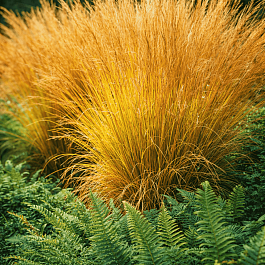 Молиния голубая Strahlenquelle