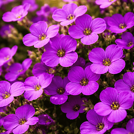 Аубриета Agnette