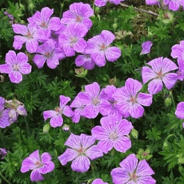 Герань Canon Miles