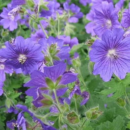 Герань гибридная Johnson's Blue