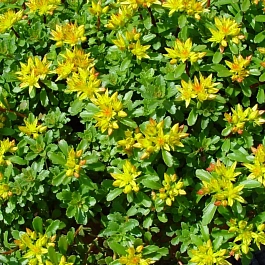 Очиток ложный жёлтый