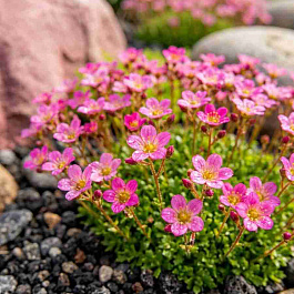  Камнеломка Арендса Rosea