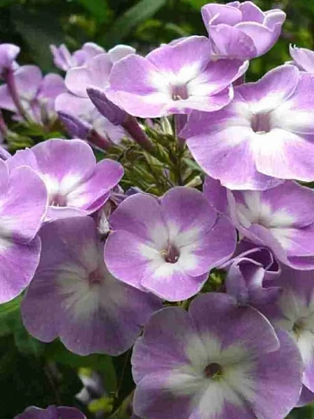 Флокс метельчатый Katherine