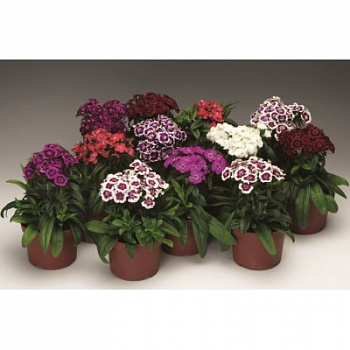 Гвоздика турецкая Барбарини Формула микс