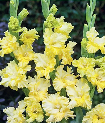 Гладиолус гофрированный Лемон Три