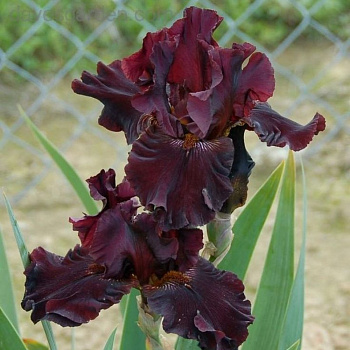 Ирис бородатый Альмаден