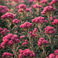 Антеннария двудомная Rubra