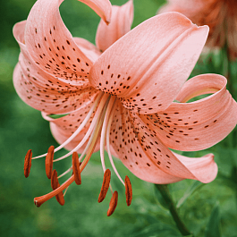 Лилия Pink Giant