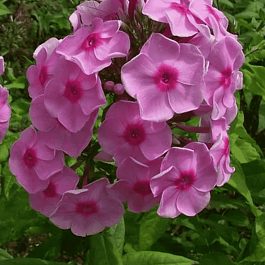 Флокс метельчатый Народный