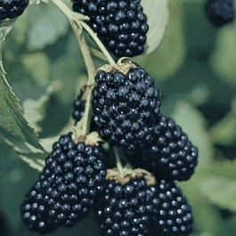 Ежевика Люкс Дойл