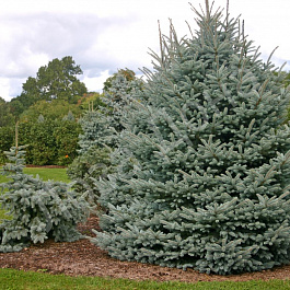 Ель колючая Фат Альберт Ель колючая Фат Альберт