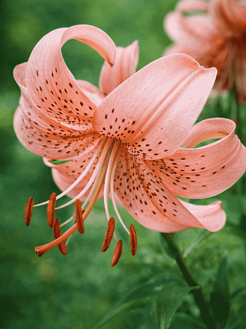 Лилия Pink Giant