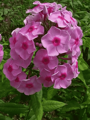 Флокс метельчатый Народный