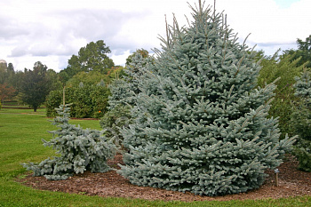 Ель колючая Фат Альберт