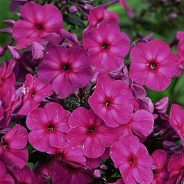 Флокс метельчатый Юник Пёпл