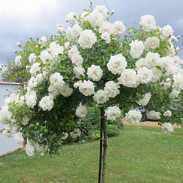 Роза флорибунда Кайлани