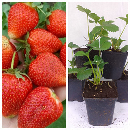 Земляника садовая Надежда  НАБОР 5ШТ