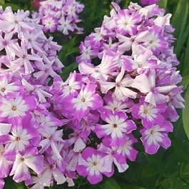 Флокс метельчатый Лунный камень