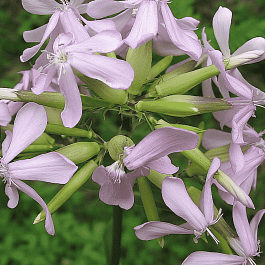 Мыльнянка лекарственная