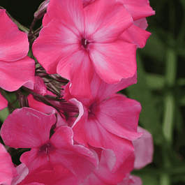 Флокс метельчатый Гопак