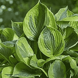 Хоста Green Patriot