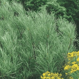 Ива лохолистная Angustifolia