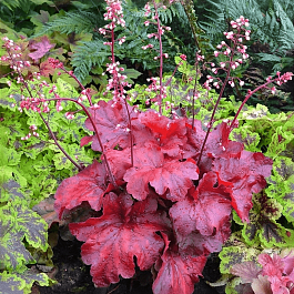 Гейхера Fire Alarm