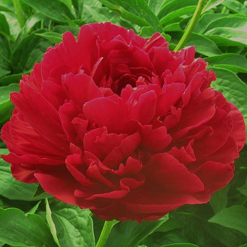 Пион травянистый Ол Фейтфул