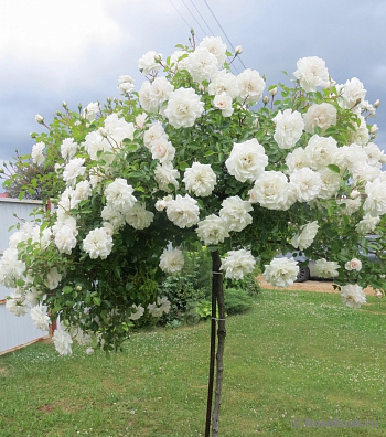 Роза флорибунда Кайлани