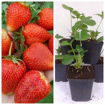 Земляника садовая Надежда  НАБОР 5ШТ