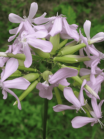 Мыльнянка лекарственная