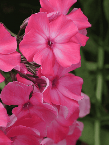 Флокс метельчатый Гопак