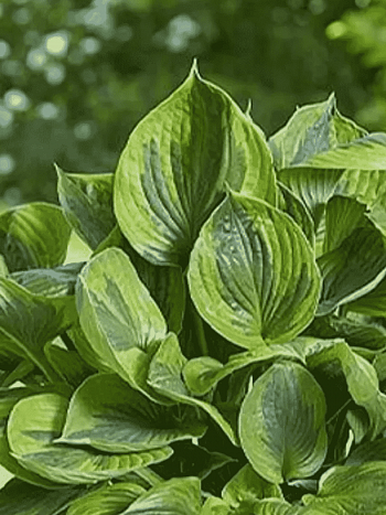 Хоста Green Patriot