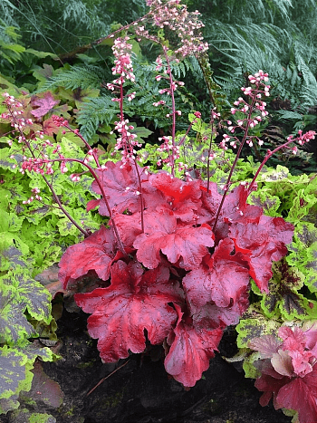 Гейхера Fire Alarm