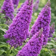 Буддлея давида Peacock