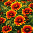 Гайлардия гибридная Kobold