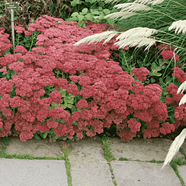 Очиток видный Autumn Joy