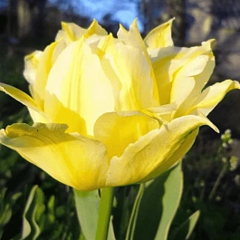 Тюльпан Махровый Monte Sweet