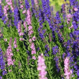 Иссоп лекарственный Mix