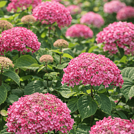 Гортензия древовидная Bella Anna