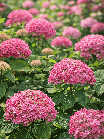 Гортензия древовидная Bella Anna